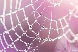 Intricate Geometric Patterns of Dewdrops on Spider Web nature background photo