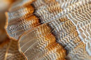 Enchanting Nature of Patterns on the Wing of Moth with Delicate Scales and Intricate Markings nature background photo