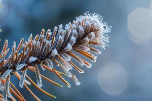 Enchanting Nature of Frost Covered Pine Needles Showcasing Delicate Ice Crystals in Intricate Patterns nature background photo