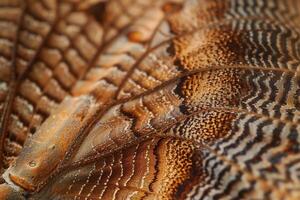 Enchanting Nature of Patterns on the Wing of Moth with Delicate Scales and Intricate Markings nature background photo