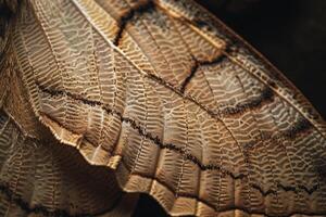 Enchanting Nature of Patterns on the Wing of Moth with Delicate Scales and Intricate Markings nature background photo