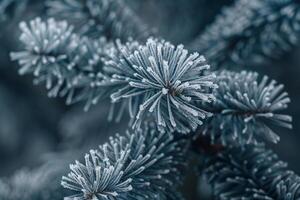 Enchanting Nature of Frost Covered Pine Needles Showcasing Delicate Ice Crystals in Intricate Patterns nature background photo