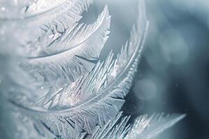 Captivating Frost Patterns on Winter Window Mimicking Delicate Feathers photo