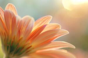 Sunlight Filtering Through Blooming Flower Petals with a Nature nature background photo