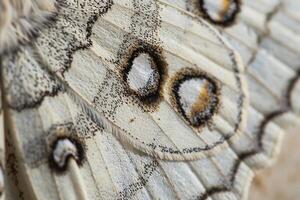 Nature nature background Delicate Patterns on Moth Wing with Intricate Scales photo