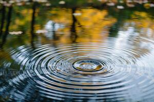 Nature Serene Pond Ripples Reflecting Tree Patterns  nature background photo