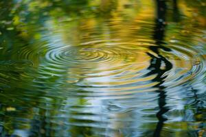 Nature  Ripples on Pond with Surrounding Tree Reflections  nature background photo