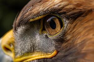 Nature  Eagles Eye with Sharp Gaze and Presence  nature background photo