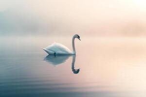 Lone swan gracefully mirrored in the still waters of mistcovered pond at dawn with nature background photo