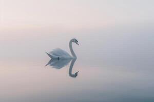 Lone swan gracefully mirrored in the still waters of mistcovered pond at dawn with nature background photo