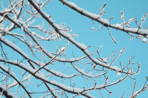 Abstract patterns of snowcovered branches against a clear blue sky with nature background photo