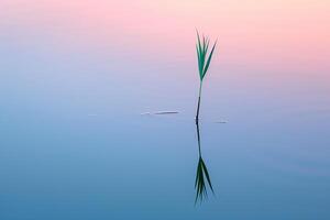 Dawn reflection of a lone reed in a secluded marsh pond background nature photo