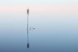 Dawn light reflection of a lone reed on a marsh pond surface background nature photo