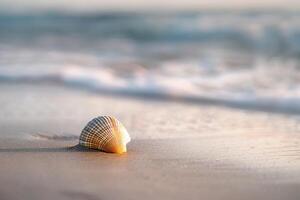 Seashell on a sandy beach with waves gently lapping background nature photo