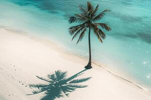 Lone palm tree casting shadow on the pristine white sand beach with turquoise waters background nature photo