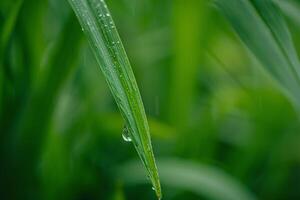 Droplet of water hanging from blade of grass reflecting the surrounding greenery in a garden setting background nature photo