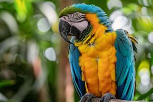 Colorful Parrot Perched on Branch with Ruffled Feathers and Intelligent Gaze in Tropical Aviary Background Nature photo