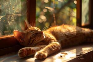 Cat Enjoying Warm Sunlight Through Window Stretching Lazily Background Nature photo