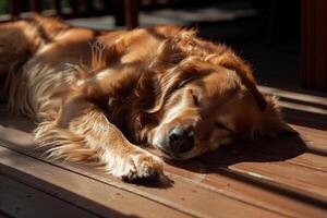 Dog Lying on Sun Drenched Porch Soaking Up the Warmth nature background photo