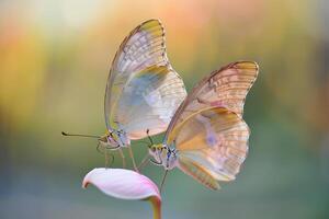 Two Butterflies Resting on Single Flower Petal Wings Gently Touching nature background photo