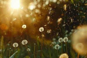 Ethereal Dandelion Seeds Floating in Sunlit Green Meadow with Red Background   nature background photo