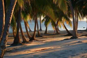 Peaceful Palm Trees Casting Long Shadows on Beach During the Golden Hour Before Sunset photo