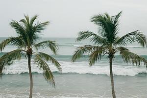 Refreshing Palm Trees Swaying in the Breeze on Sandy Beach with Gentle Waves Rolling Ashore photo