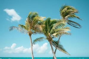 Coconut palm trees swaying gently in the breeze against clear azure sky and turquoise ocean nature background photo