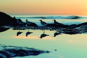 Sunset at a serene beach with tide pools and silhouettes of seabirds nature background photo
