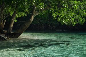 Hidden tropical beach with mangrove roots submerged in crystal clear water nature background photo