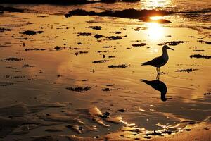 Serene beach with tide pools reflecting the sunset and seabird silhouettes nature background photo