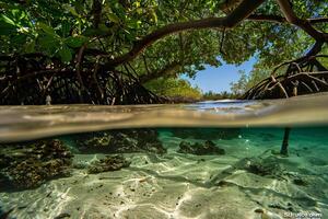 Hidden beach with lush mangrove trees and submerged roots in crystal clear water nature background photo