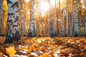 Sunlight streaming through a forest of yellow birch trees with fallen leaves covering the ground nature background photo