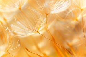 Playful Dandelion Seeds Floating in the Air on a Sunny Day nature background photo