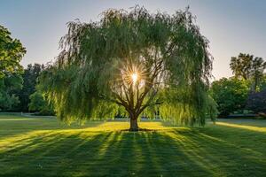 Majestic Willow Tree Illuminated by Golden Hour in a Wide Garden Setting nature background photo