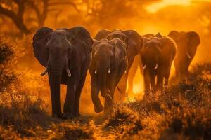 Elephants Walking Through Sunlit Clearing in the African Savannah nature background photo