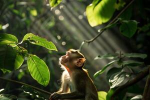 Monkeys Playing in Sunlit Jungle with nature background photo