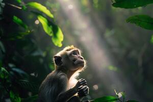 Playful Monkeys in Sunlight Filtering Through Dense Jungle Foliage Background in Nature photo
