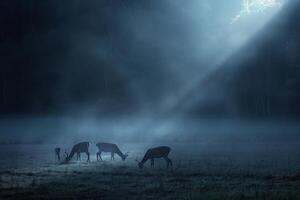 Moonlight Filtering Through Mist Casting Silver Glow on Family of Deer Grazing in Meadow Background in Nature photo