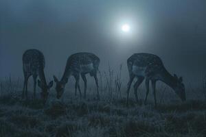 Moonlight Casting Silver Glow on Family of Deer Grazing in Meadow Background in Nature photo