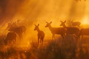 Golden Sunlight Illuminating Herd of Deer Grazing in Misty Meadow with Long Shadows Background in Nature photo