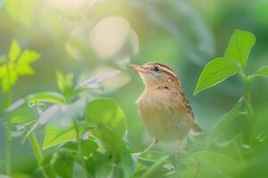 Charming Carolina Wren Singing Amidst Garden Foliage Background in Nature photo