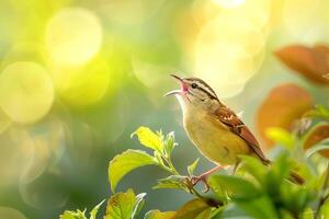 Vibrant Carolina Wren Singing in Garden Setting Background in Nature photo