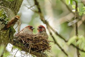 Pair of Finches Constructing Nest in Tree Exchanging Twigs with Precision Background in Nature photo