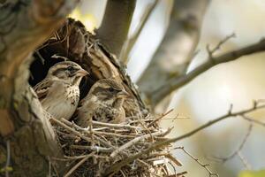 Pair of Finches Constructing Nest in Tree Exchanging Twigs with Precision Background in Nature photo