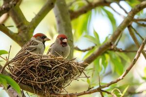 Finches Crafting Nest with Care in Tree Exchanging Twigs Background in Nature photo