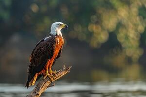 Majestic African Fish Eagle Perched Over Lake in Afternoon Sunlight Background in Nature photo