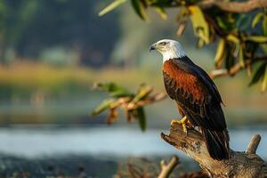 Powerful African Fish Eagle Observing Lake from Perch Background in Nature photo
