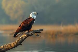 Imposing African Fish Eagle Watching Over Lake from Tree Branch Background in Nature photo