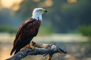 African Fish Eagle Commanding View Over Lake in Afternoon Sun Background in Nature photo